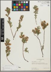 Foto von Salix repens subsp. incubacea (L.) A. Neumann